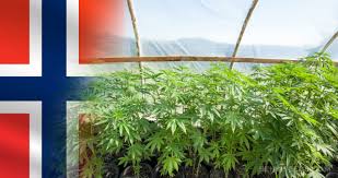 kjøp marihuana på nett i Norge
